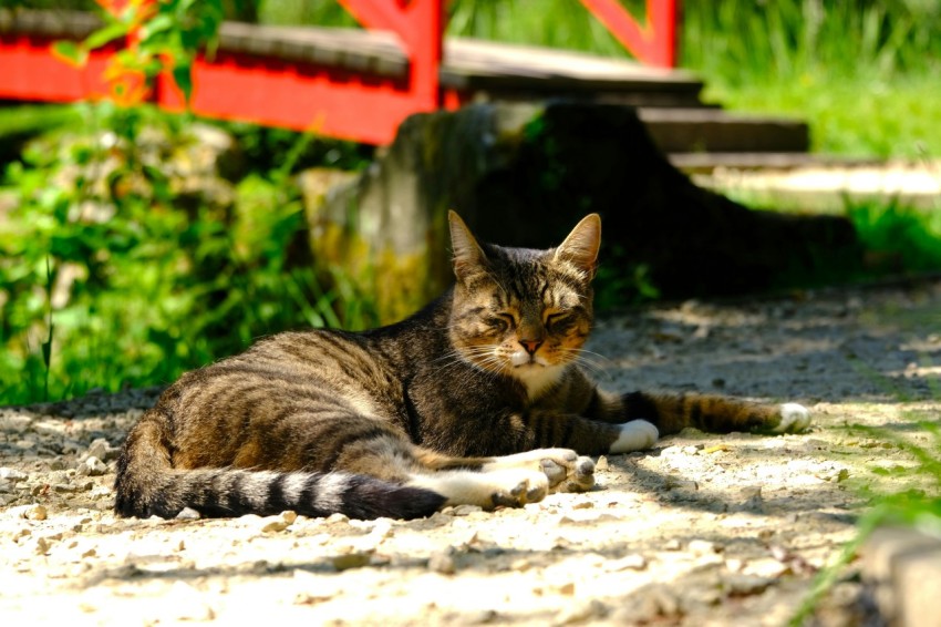 a cat laying on the ground in front of a red bridge