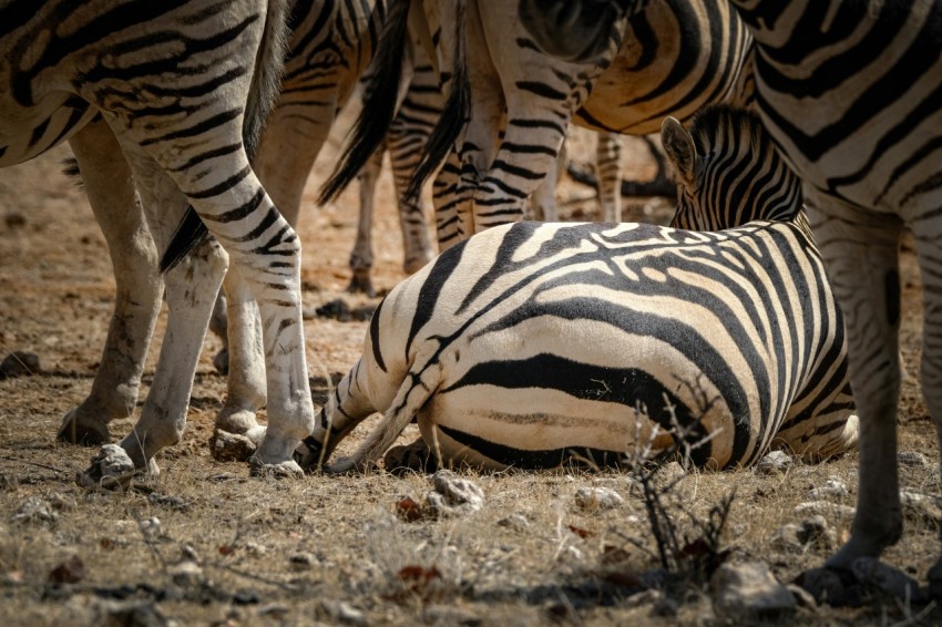 a group of zebras standing around a zebra laying on the ground dnp