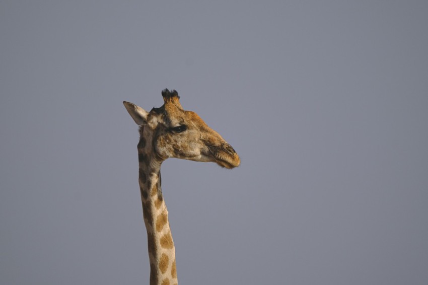 a giraffe standing in the middle of a field