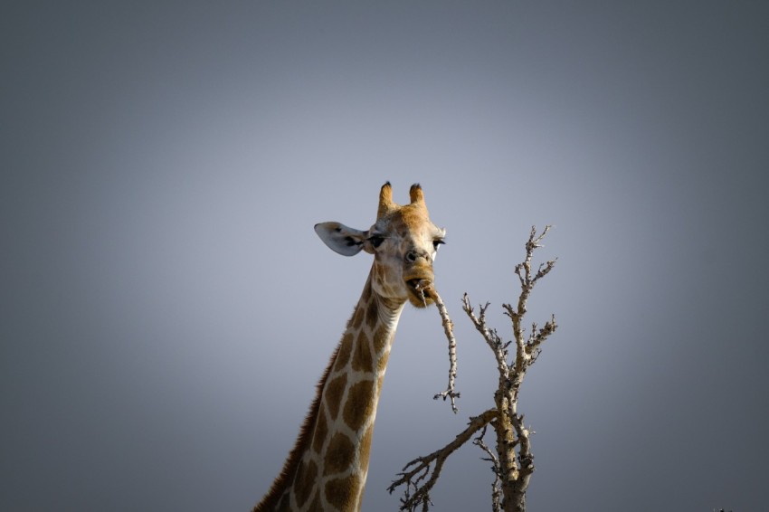 a giraffe standing next to a dead tree