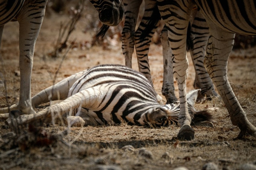 a zebra laying on the ground with other zebras in the background