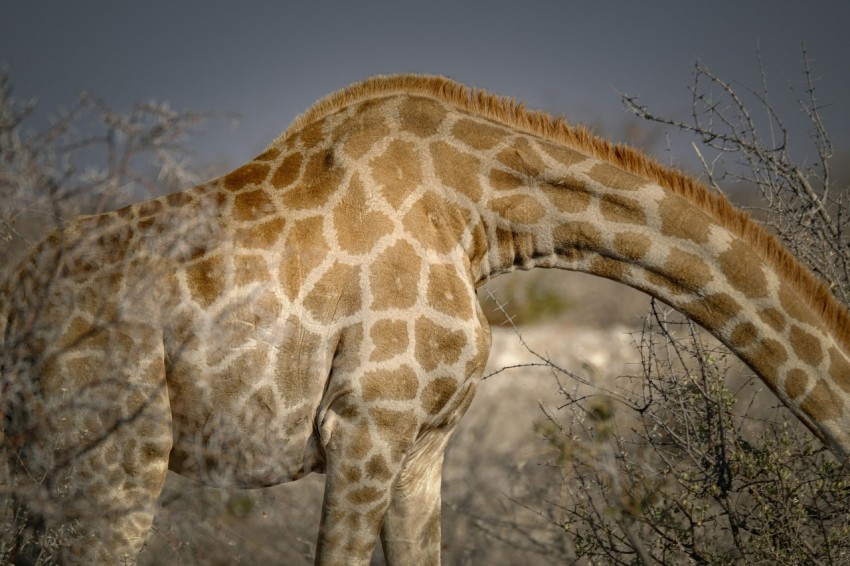 a giraffe standing next to a bunch of trees