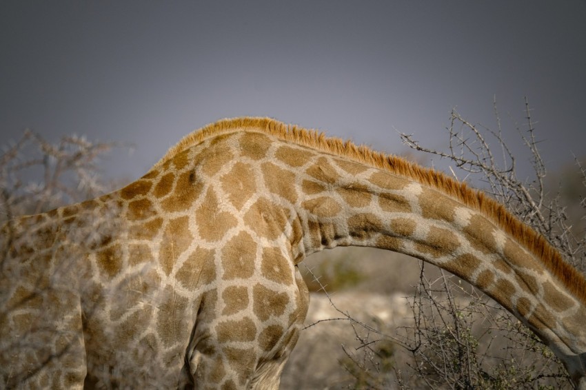 a giraffe standing in a field next to trees