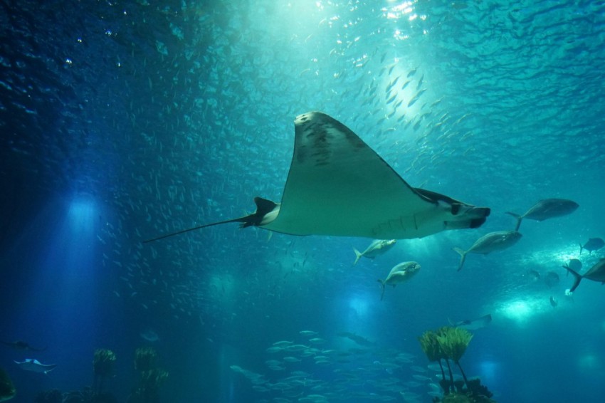 a manta ray swims in a large aquarium