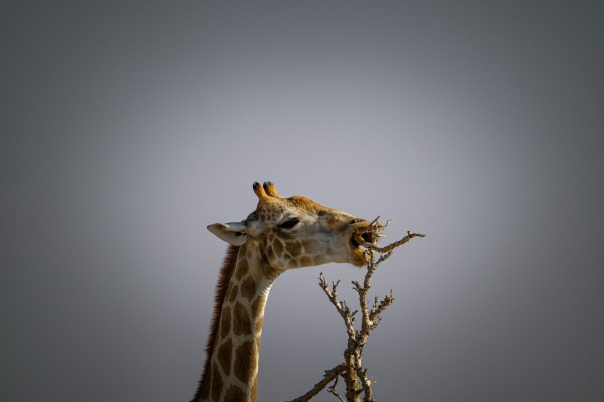 a giraffe standing next to a dead tree  SQyvB