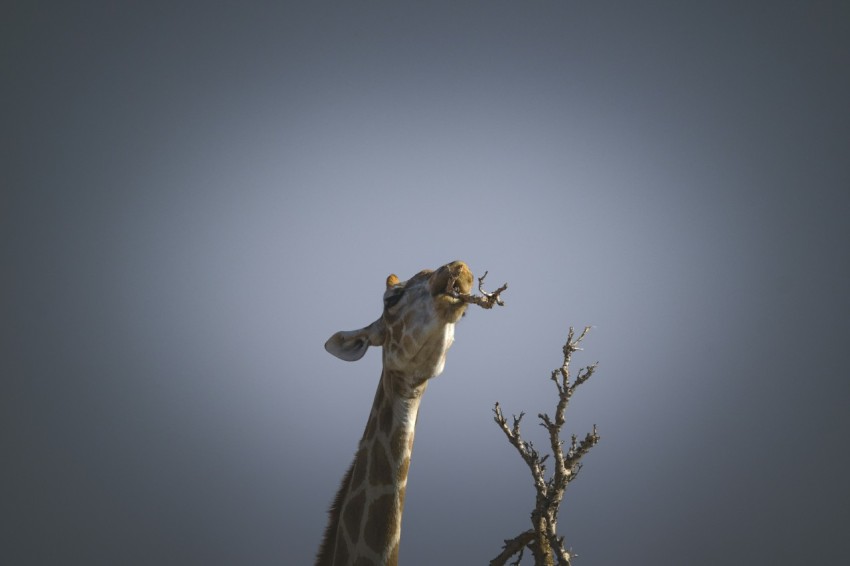 a giraffe standing next to a dead tree