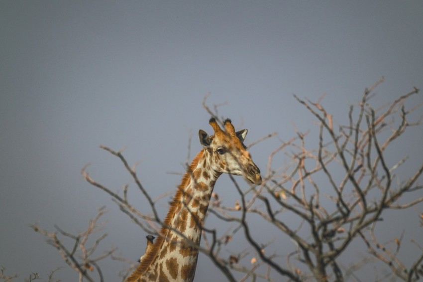 a giraffe standing next to a tree with no leaves