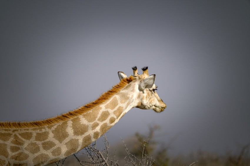 a couple of giraffe standing next to each other