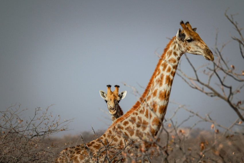 a couple of giraffe standing next to each other lslOYgLu8