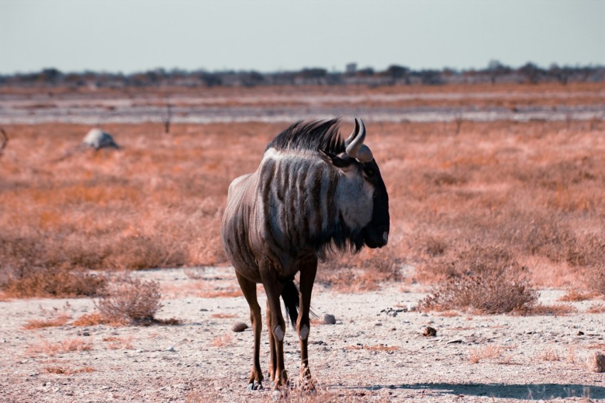 brown and black water buffalo