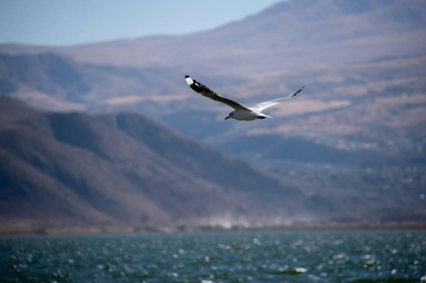 a bird flying over a body of water