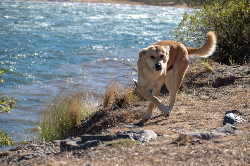 a dog is running along the shore of a lake