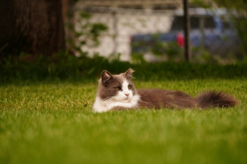 a cat laying in the grass near a tree