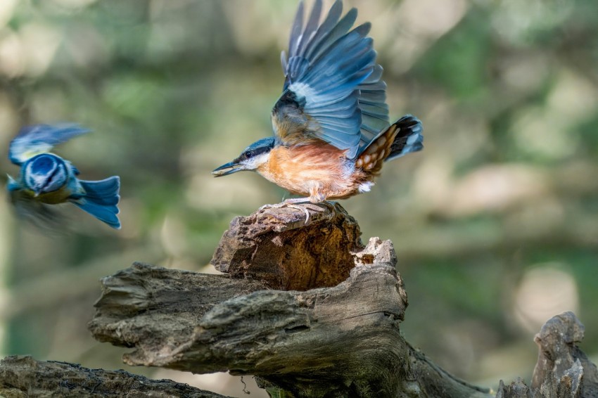 a blue bird flying over a tree branch