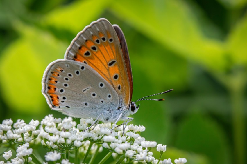 a close up of a butterfly on a flower