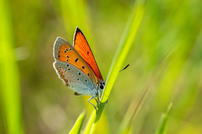 a small orange butterfly sitting on top of a green plant