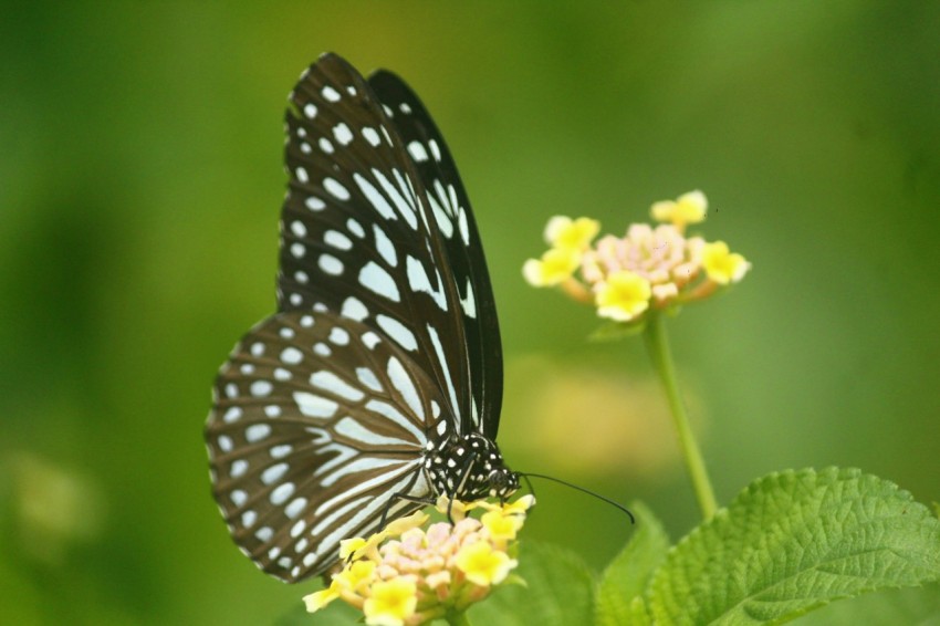 a black and white butterfly sitting on a yellow flower 0JPmxR