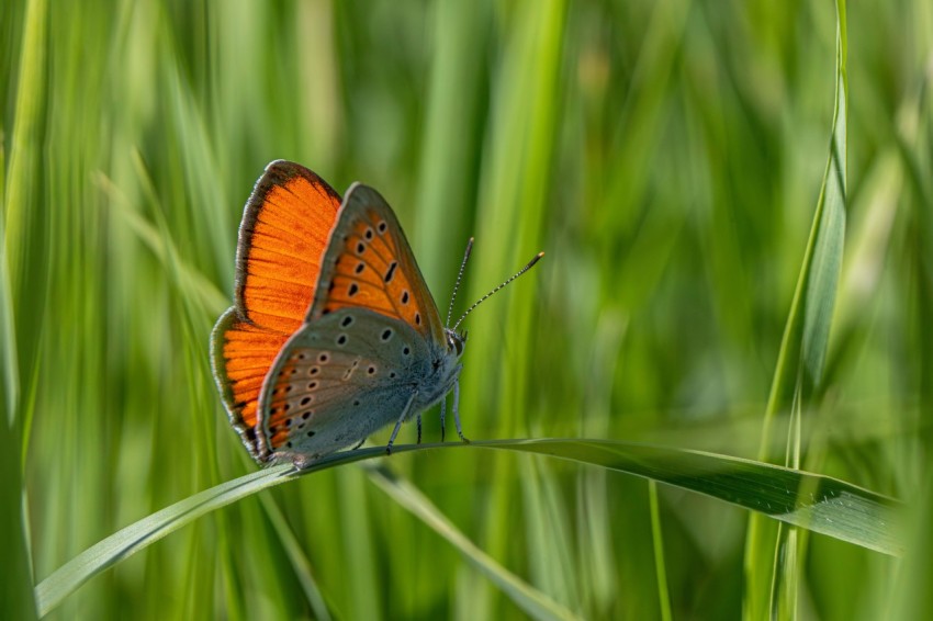 an orange and blue butterfly sitting on a blade of grass Q6Qf6a3