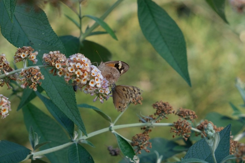 a butterfly sitting on top of a flower next to green leaves