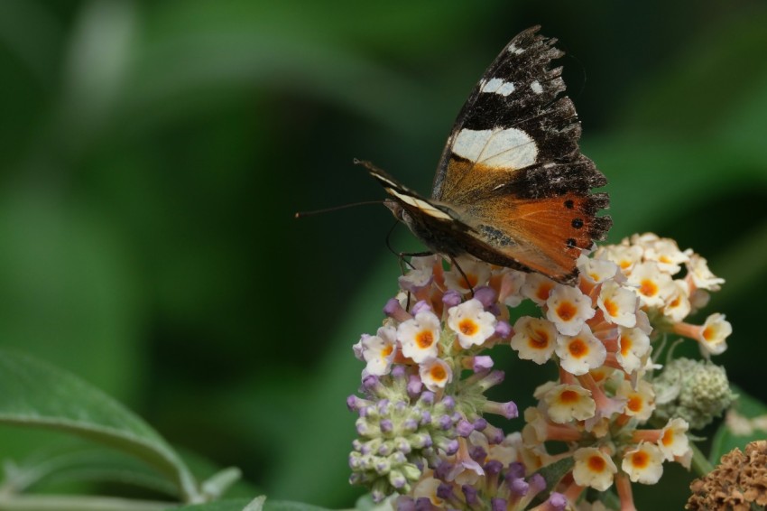 a butterfly sitting on top of a flower