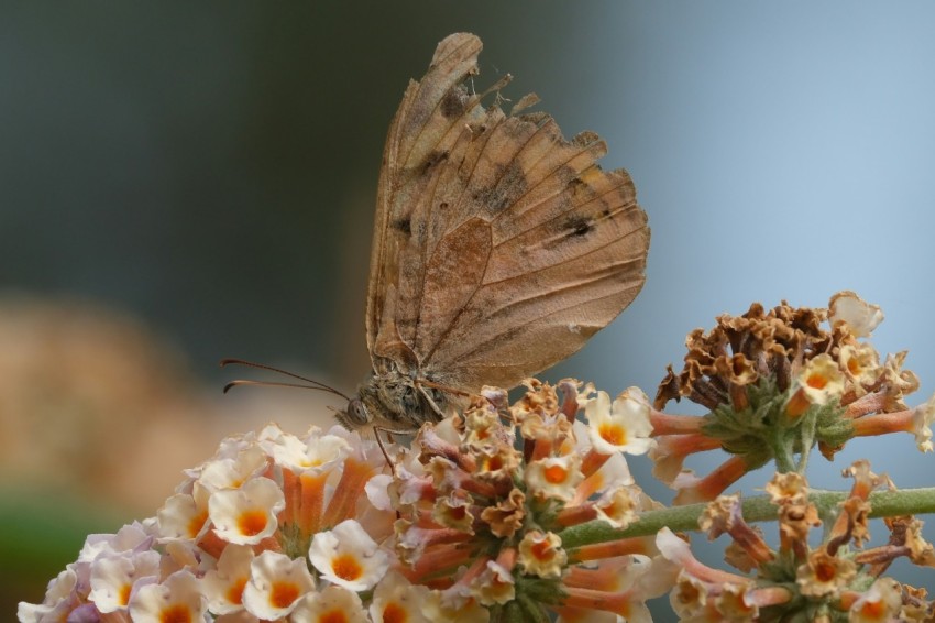 a brown butterfly sitting on a white flower