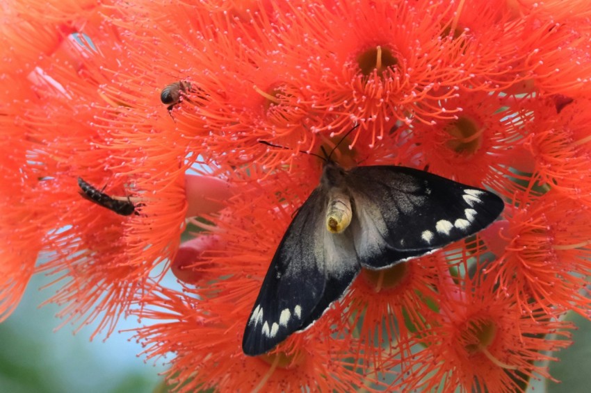 a black and white butterfly on a red flower