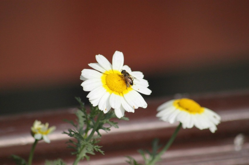 a bee sitting on a flower in a vase