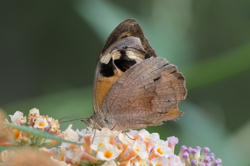 a brown butterfly sitting on top of a white flower