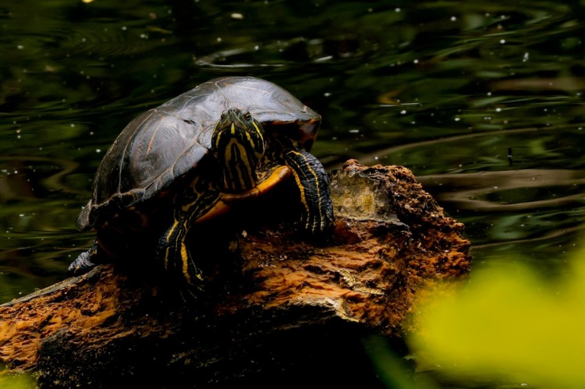 a turtle sitting on top of a log in the water