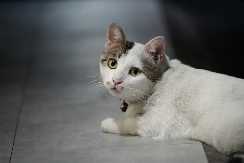 a white and gray cat laying on the floor