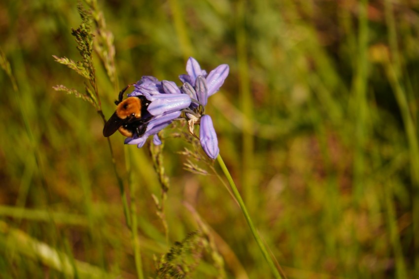 a bee sitting on a flower in a field