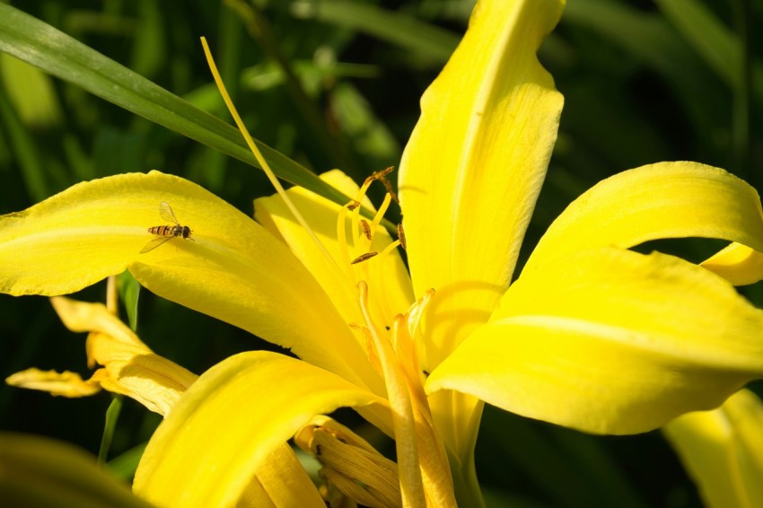 a close up of a yellow flower with green leaves in the background