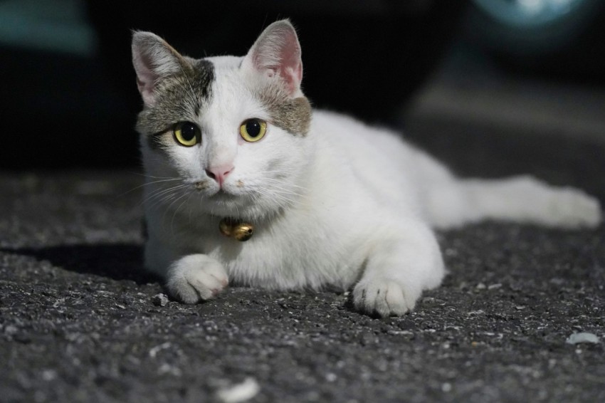 a white and gray cat laying on the ground