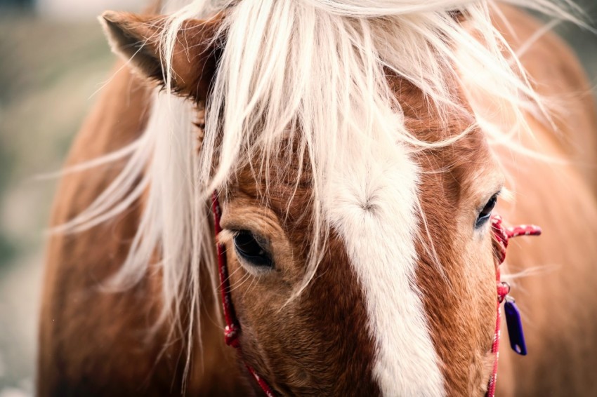 brown and white horse photo