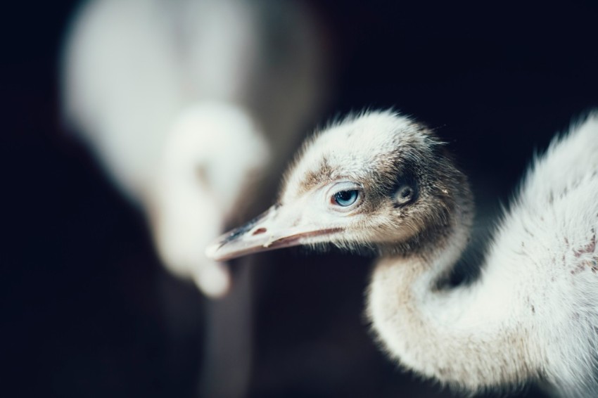 crane chick on black background