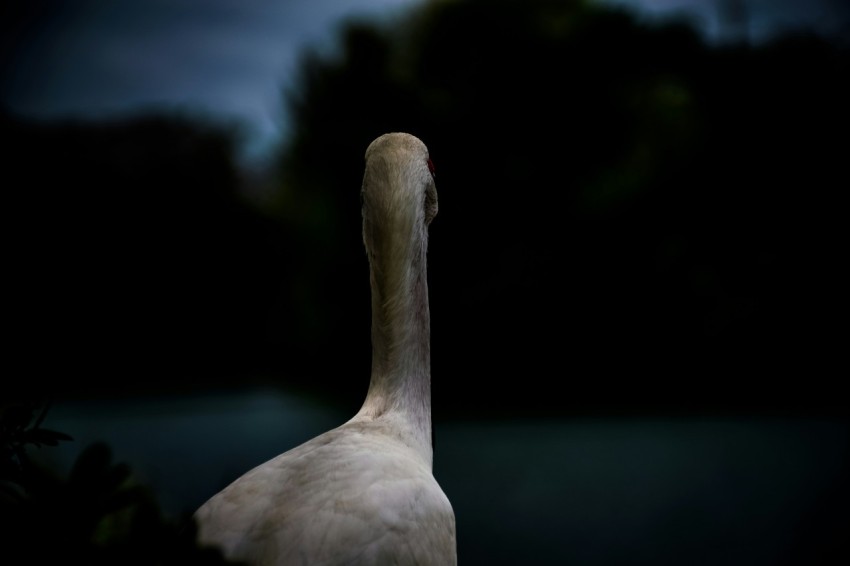 white long neck animal photography