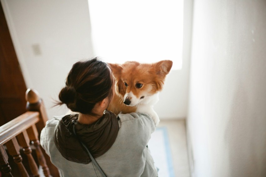 woman in gray hoodie kissing brown and white dog