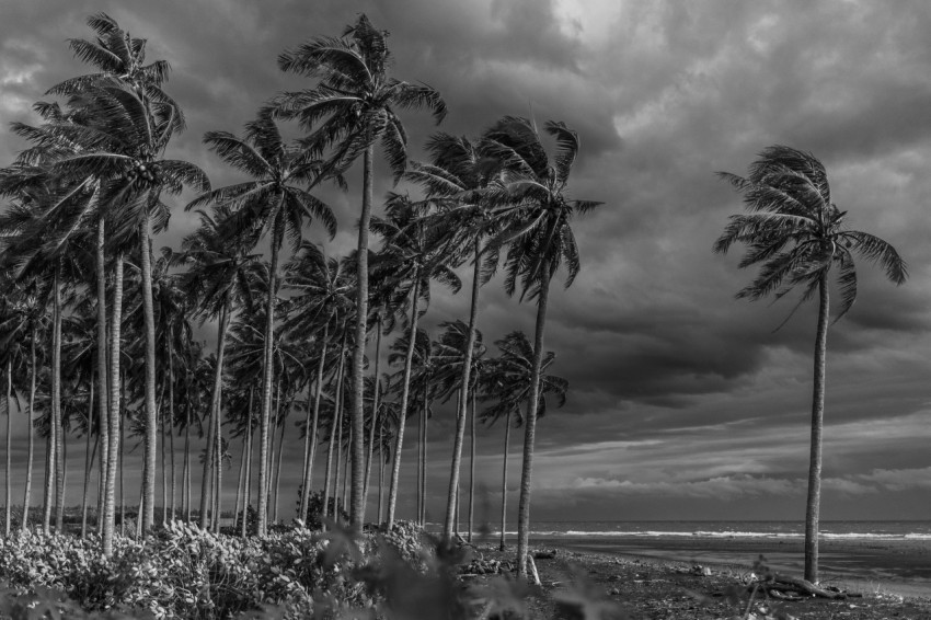 grayscale photography of coconut trees J