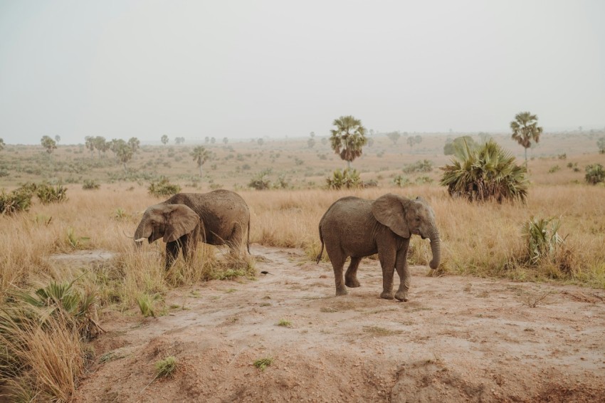 elephants walking in the desert LEuQ