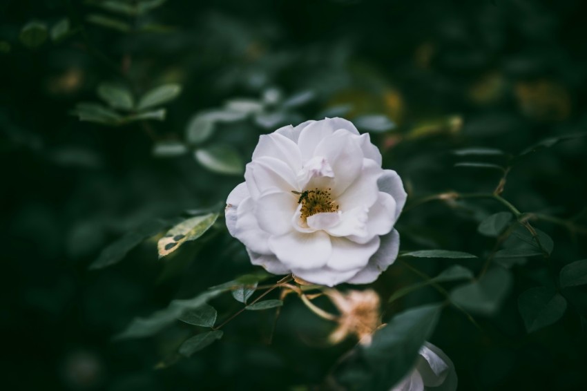 white flower in tilt shift lens io7