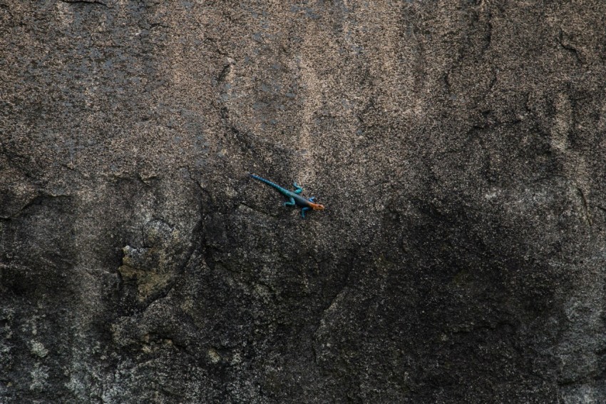 top view of blue lizard on rock