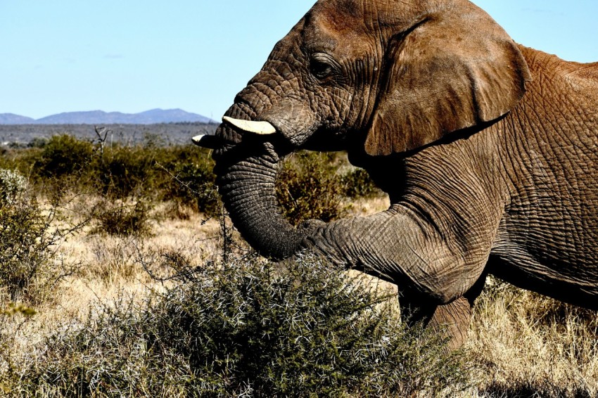 elephant on green grass field during daytime