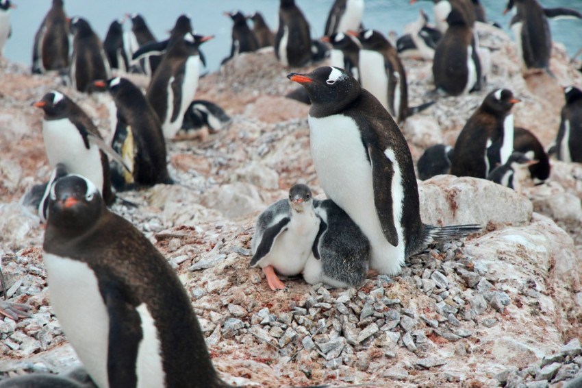 white and black penguins