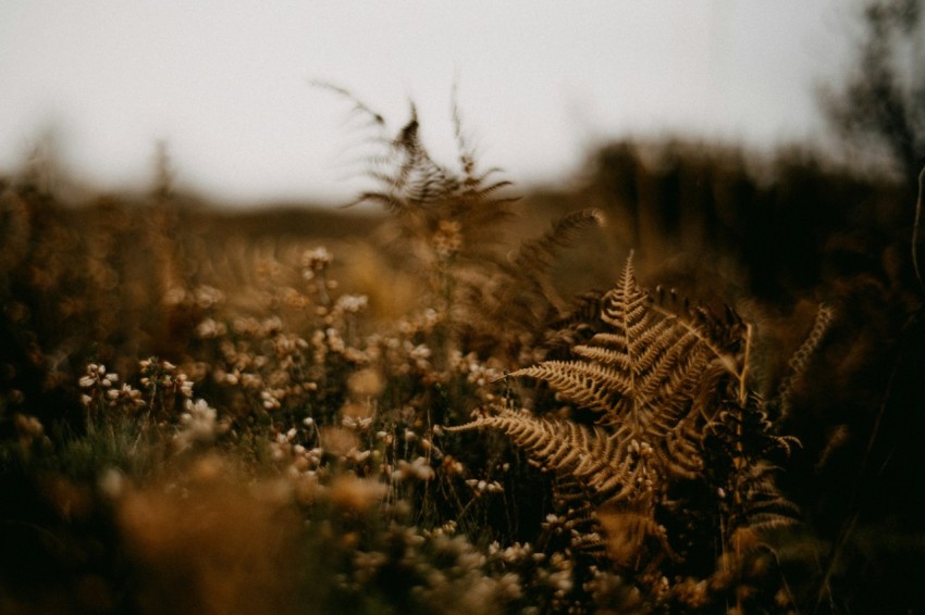 a field full of tall grass and weeds