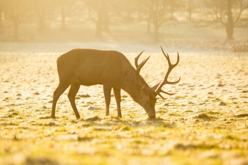 sepia photography of brown deer eating grass