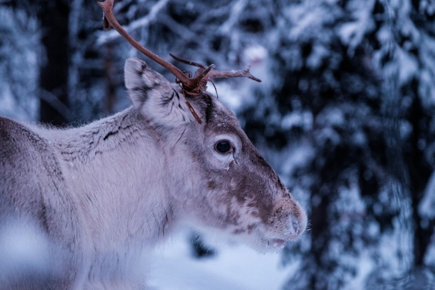 close up photo of gray deer at forest