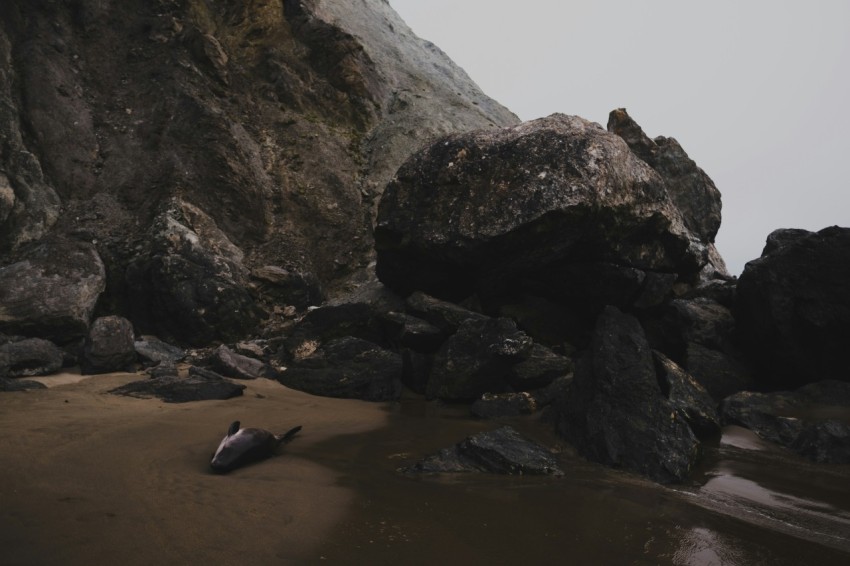 a bird is sitting on a rock on the beach