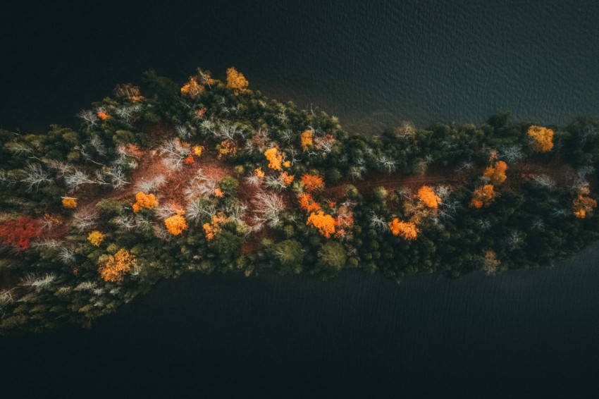 an aerial view of a river with trees in the foreground MC5tMO1V