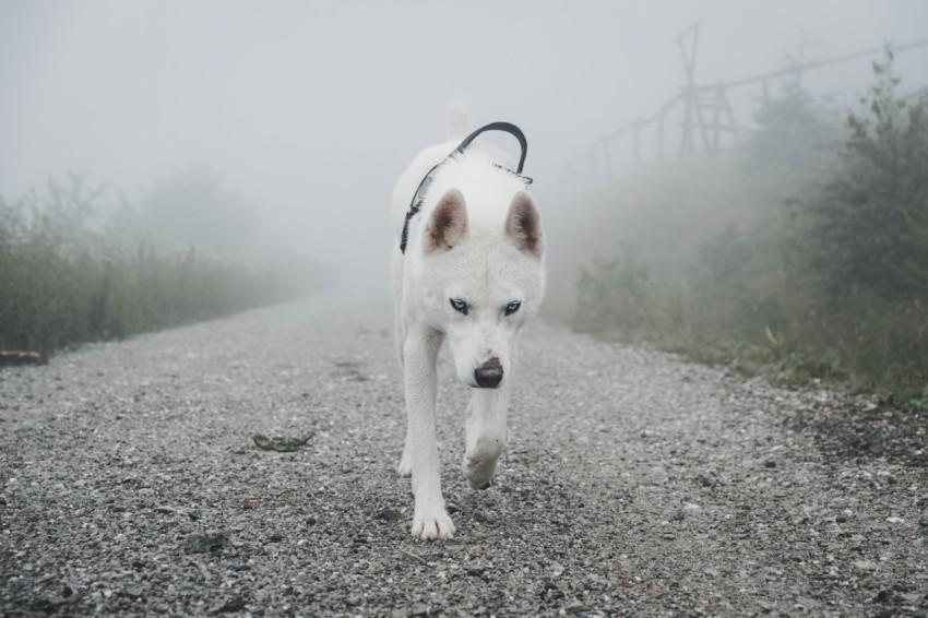 white dog walking on road between green trees