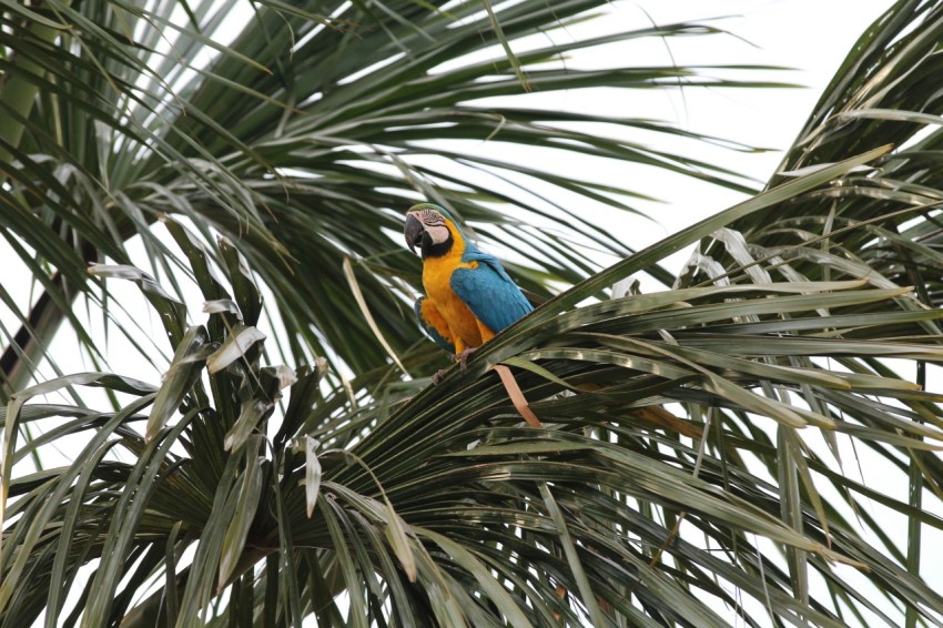 blue and yellow macaw perching on palm trees